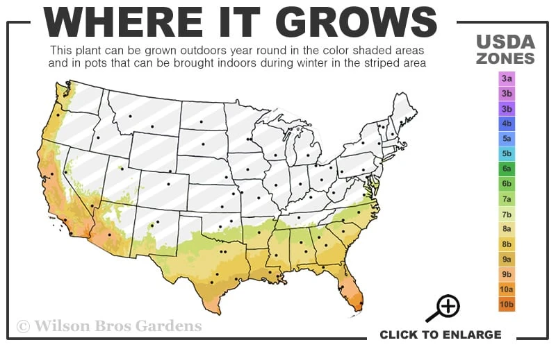 Gulf Pride Fragrant Southern Indica Azalea - 3 Gallon Pot 3 Gulf Pride Fragrant Southern Indica Azalea - 3 Gallon Pot - Image 3