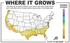 Dorothy Zerkowski Camellia Japonica - 3 Gallon Pot 5 Dorothy Zerkowski Camellia Japonica - 3 Gallon Pot -Garden Plants 7b 9b