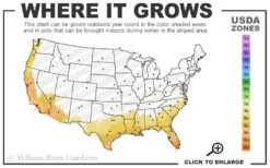 Beavertail Prickly Pear Cactus - 3 Gallon Pot -Garden Plants 8a 11 73