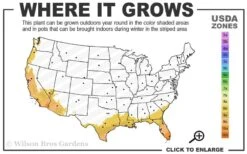 Red Cluster Bottlebrush Tree - 3 Gallon Pot -Garden Plants 8b 11