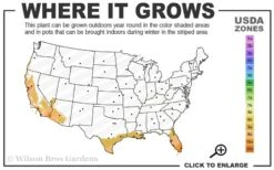 Blue Podocarpus Yew - 7 Gallon Pot -Garden Plants 9a 11