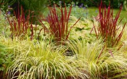 Golden Sweet Flag - Acorus Gramineus 'Ogon' - 8 Pack Of 1 Gallon Pots 10 Golden Sweet Flag - Acorus Gramineus 'Ogon' - 8 Pack Of 1 Gallon Pots -Garden Plants Acorus Ogon 103