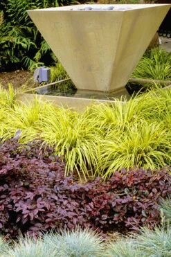 Golden Sweet Flag - Acorus Gramineus 'Ogon' - 18 Count Flat Of Pint Pots 9 Golden Sweet Flag - Acorus Gramineus 'Ogon' - 18 Count Flat Of Pint Pots -Garden Plants Acorus Ogon 104 2