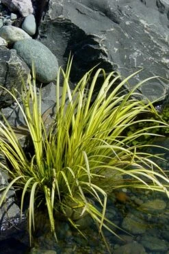 Golden Sweet Flag (Acorus Gramineus 'Ogon') - 6 Pack Of Pint Pots -Garden Plants Acorus Ogon 105 1