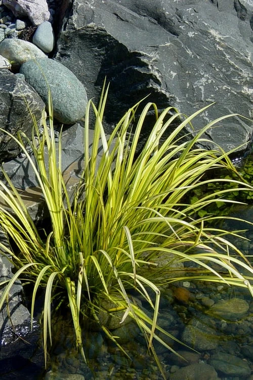 Golden Sweet Flag - Acorus Gramineus 'Ogon' - 18 Count Flat Of Pint Pots 6 Golden Sweet Flag - Acorus Gramineus 'Ogon' - 18 Count Flat Of Pint Pots - Image 6