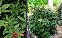 Florida Anise - Illicium Floridanum - 1 Gallon Pot -Garden Plants Anise Florida