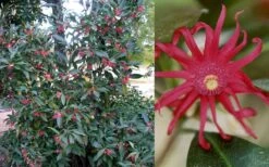 Florida Anise - Illicium Floridanum - 1 Gallon Pot -Garden Plants Anise Florida 50