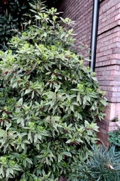 Pink Frost Florida Anise - Illicium Floridanum - 3 Gallon Pot 10 Pink Frost Florida Anise - Illicium Floridanum - 3 Gallon Pot -Garden Plants Anise Pink Frost 12 1