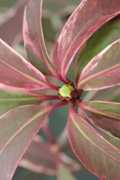 Pink Frost Florida Anise - Illicium Floridanum - 1 Gallon Pot -Garden Plants Anise Pink Frost 14