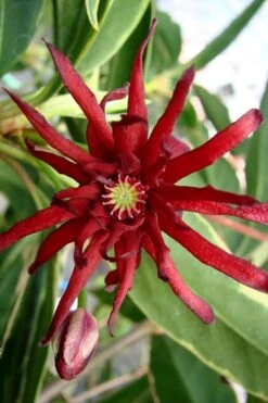 Pink Frost Florida Anise - Illicium Floridanum - 3 Gallon Pot 11 Pink Frost Florida Anise - Illicium Floridanum - 3 Gallon Pot -Garden Plants Anise Pink Frost 15 1