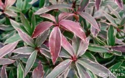 Pink Frost Florida Anise - Illicium Floridanum - 3 Gallon Pot 12 Pink Frost Florida Anise - Illicium Floridanum - 3 Gallon Pot -Garden Plants Anise Pink Frost 16 1