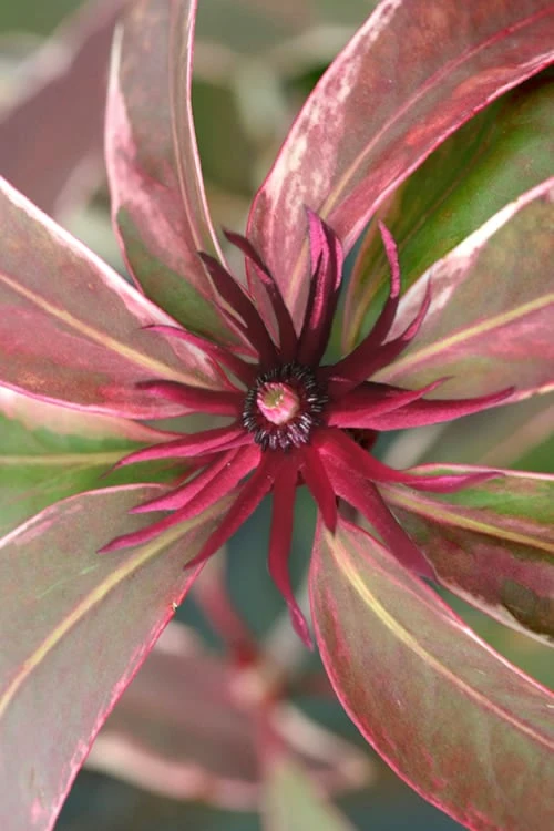 Pink Frost Florida Anise - Illicium Floridanum - 3 Gallon Pot 1 Pink Frost Florida Anise - Illicium Floridanum - 3 Gallon Pot