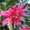 Woodland Ruby Anise (Illicium) - 3 Gallon Pot