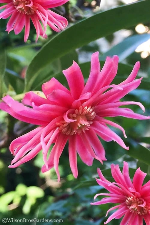 Woodland Ruby Anise (Illicium) - 3 Gallon Pot 1 Woodland Ruby Anise (Illicium) - 3 Gallon Pot