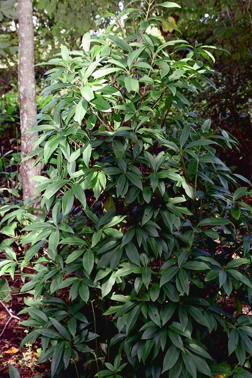 Woodland Ruby Anise (Illicium) - 3 Gallon Pot 4 Woodland Ruby Anise (Illicium) - 3 Gallon Pot - Image 4