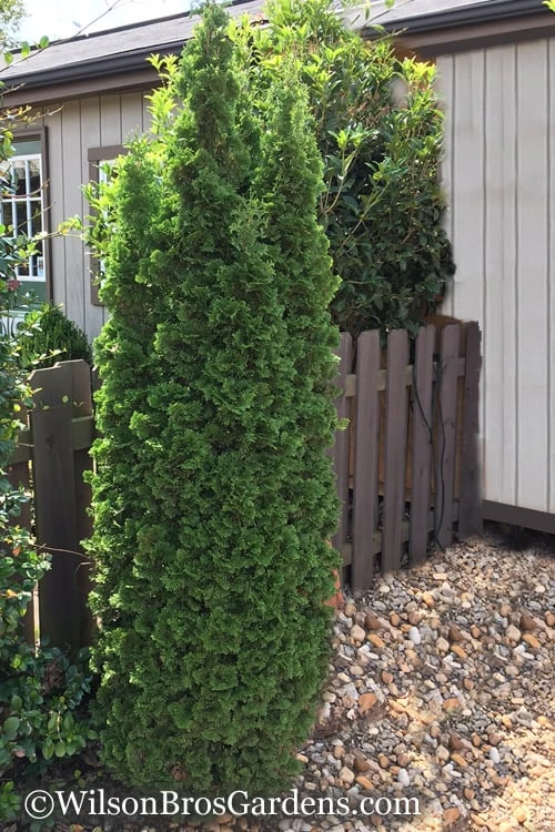 Degroots Spire Arborvitae - 1 Gallon Pot 6 Degroots Spire Arborvitae - 1 Gallon Pot - Image 6