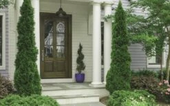 Degroots Spire Arborvitae - 1 Gallon Pot 9 Degroots Spire Arborvitae - 1 Gallon Pot -Garden Plants Arborvitae Degroots Spire 30