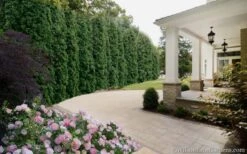 Degroots Spire Arborvitae - 1 Gallon Pot 10 Degroots Spire Arborvitae - 1 Gallon Pot -Garden Plants Arborvitae Degroots Spire 33