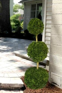 Emerald Green Arborvitae Poodle Tier Topiary (3 Ball) - 5 Gallon Pot -Garden Plants Arborvitae Emerald Green 3 Ball Poodle Tier 2