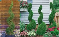 Emerald Green Arborvitae Spiral Topiary - 7 Gallon Pot 7 Emerald Green Arborvitae Spiral Topiary - 7 Gallon Pot -Garden Plants Arborvitae Emerald Green Spiral 800x500 2