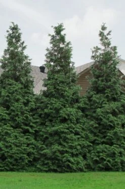 Green Giant Arborvitae - 7 Gallon Pot (5-6') 11 Green Giant Arborvitae - 7 Gallon Pot (5-6') -Garden Plants Arborvitae Green Giant 500x750 1