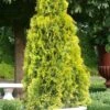 Highlights Arborvitae Thuja Janed Gold - 1 Gallon Pot