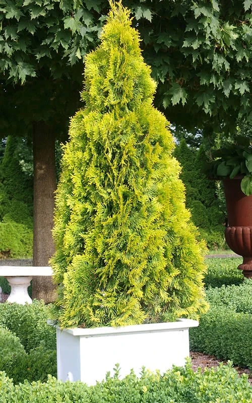 Highlights Arborvitae Thuja Janed Gold - 1 Gallon Pot 1 Highlights Arborvitae Thuja Janed Gold - 1 Gallon Pot
