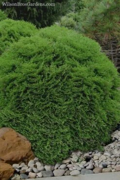 Tiny Tim Dwarf Globe Arborvitae - 2 Gallon Pot -Garden Plants Arborvitae Tiny Tim 11