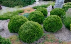 Tiny Tim Dwarf Globe Arborvitae - 2 Gallon Pot -Garden Plants Arborvitae Tiny Tim Grouping