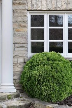 Planet Earth Arborvitae - 3 Gallon Pot 9 Planet Earth Arborvitae - 3 Gallon Pot -Garden Plants Arborvitae Woodwardii Globe 12