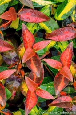 Summer Sunset Asiatic Jasmine - 6 Pack Of 1 Gallon Pots -Garden Plants Asian jasmine Summer Sunset 1