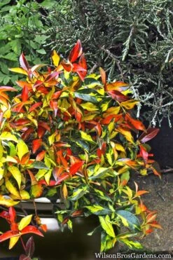 Summer Sunset Asiatic Jasmine - 6 Pack Of 1 Gallon Pots -Garden Plants Asian jasmine Summer Sunset 6