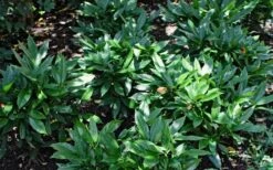 Dwarf Green Aucuba - Japanese Laurel - 3 Gallon Pot -Garden Plants Aucuba Dwarf Green 1