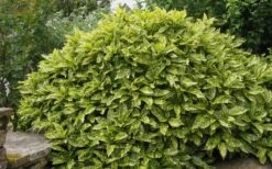 Gold Dust Aucuba - Japanese Laurel - 3 Gallon Pot -Garden Plants Aucuba Gold Dust 14 1