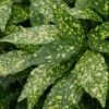 Gold Dust Aucuba - Japanese Laurel - 3 Gallon Pot