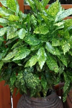 Gold Dust Aucuba - Japanese Laurel - 3 Gallon Pot -Garden Plants Aucuba Gold Dust 17 1