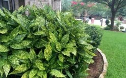 Gold Dust Aucuba (Japanese Laurel) - 1 Gallon Pot -Garden Plants Aucuba Gold Dust 18