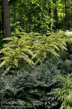 Hosoba Hoshifu Variegated Aucuba (Japanese Laurel) - 1 Gallon Pot -Garden Plants Aucuba Hosoba Hoshifu