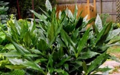 Sawtoothed Aucuba Serratifolia - 3 Gallon Pot -Garden Plants Aucuba Sawtoothed 3