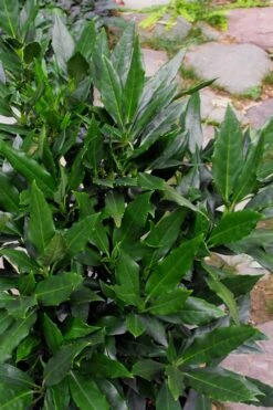 Sawtoothed Aucuba Serratifolia - 1 Gallon Pot -Garden Plants Aucuba Serratifolia Sawtooth 500x750 2