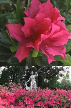 Brilliant Southern Indica Azalea - 1 Gallon Pot -Garden Plants Azalea Brilliant 500x700 1