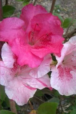 Conversation Piece Azalea - 1 Gallon Pot -Garden Plants Azalea Conversation Piece 10