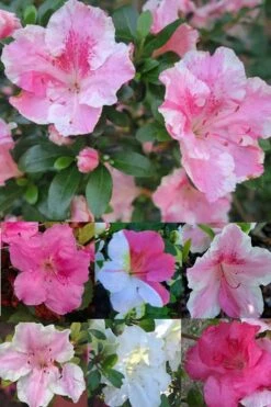 Conversation Piece Azalea - 1 Gallon Pot -Garden Plants Azalea Conversation Piece 2 500x750 1