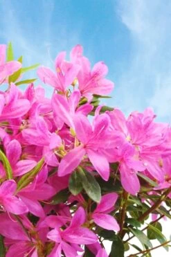 Pink Ribbons Deja Bloom Azalea - 1 Gallon Pot 7 Pink Ribbons Deja Bloom Azalea - 1 Gallon Pot -Garden Plants Azalea Deja Bloom Pink Ribbons 4