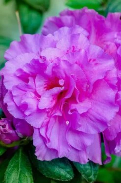 Autumn Majesty Encore Azalea - 6 Pack Of 1 Gallon Pots -Garden Plants Azalea Encore Autumn Majesty 12