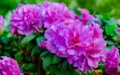 Autumn Majesty Encore Azalea - 6 Pack Of 1 Gallon Pots -Garden Plants Azalea Encore Autumn Majesty 13