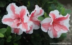 Autumn Starburst Encore Azalea - 6 Pack Of 1 Gallon Pots 7 Autumn Starburst Encore Azalea - 6 Pack Of 1 Gallon Pots -Garden Plants Azalea Encore Autumn Starburst 2