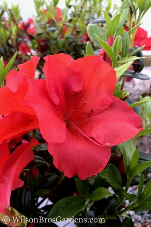 Fireside Red Bloom 'N Again Azalea - 2 Gallon Pot 1 Fireside Red Bloom 'N Again Azalea - 2 Gallon Pot