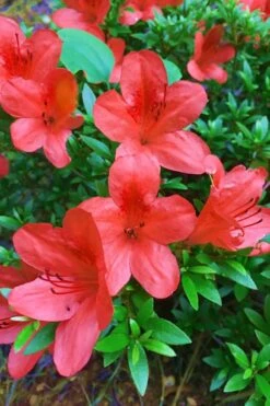 Flame Creeper Dwarf Spreading Azalea - 6 Pack Of 1 Gallon Pots 7 Flame Creeper Dwarf Spreading Azalea - 6 Pack Of 1 Gallon Pots -Garden Plants Azalea Flame Creeper 11