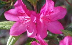 Judge Solomon Southern Indica Azalea - 1 Gallon Pot 6 Judge Solomon Southern Indica Azalea - 1 Gallon Pot -Garden Plants Azalea Judge Solomon 50